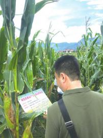 玉米 芯片 展 助力種業翻身仗