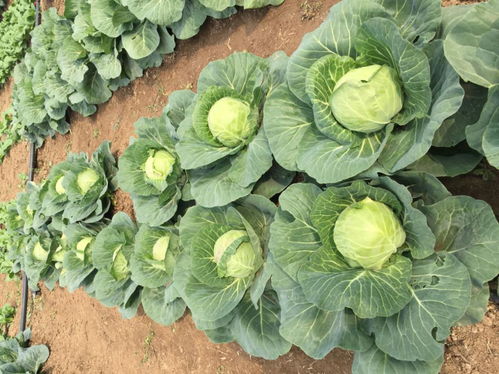 捷利亞種業(yè) 品種