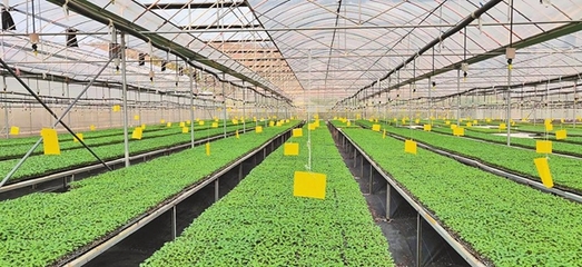 楚雄州聚能打造現(xiàn)代種業(yè)創(chuàng)新高地