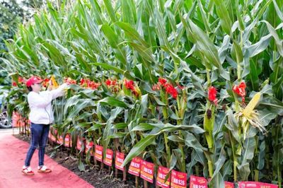 直擊農(nóng)博 | 氛圍火爆!百名主播駐場(chǎng)推介優(yōu)質(zhì)農(nóng)資