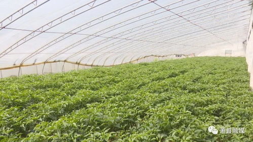 聯豐種業 中國辣椒 的第一品牌