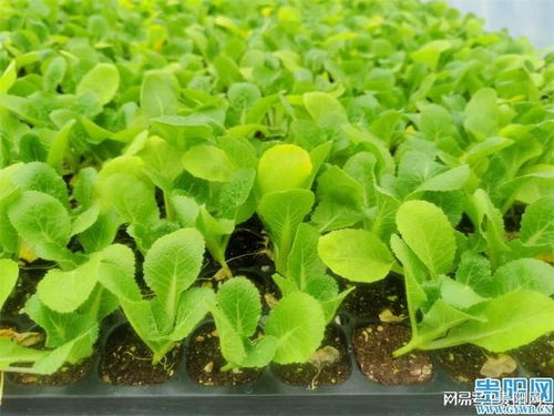 貴陽市出臺 五大措施 加快山地特色種業高質量發展