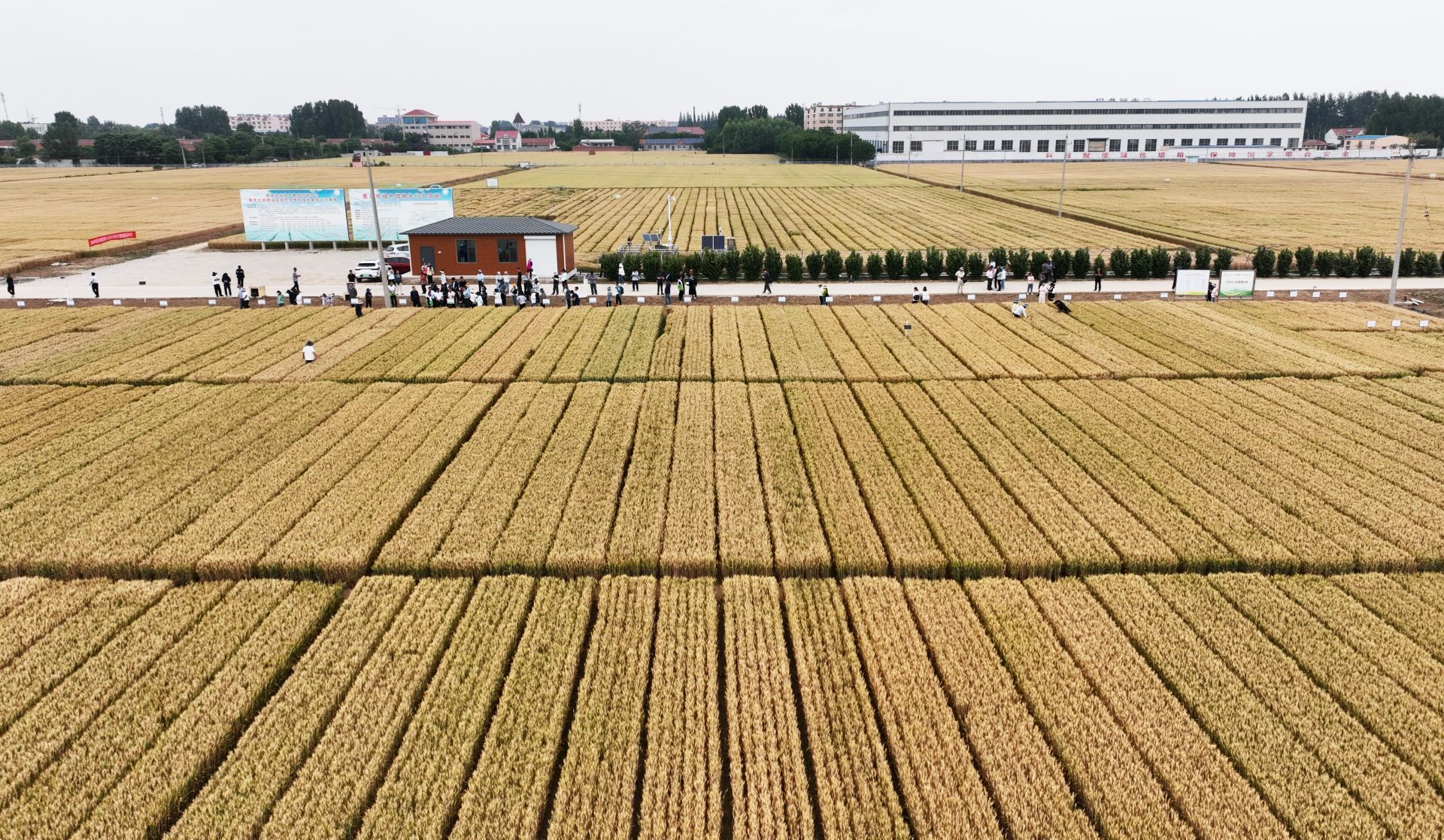 青島傾力打造種業創新高地 從海洋到田野的“芯”動能